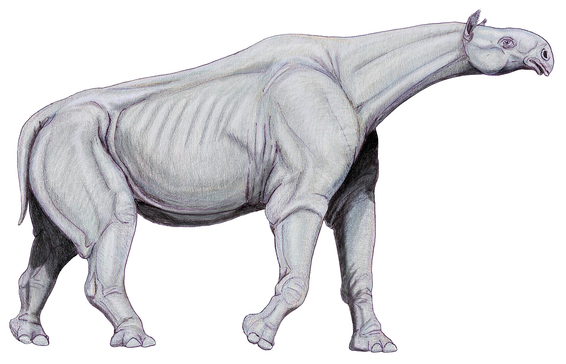 Imagem de referência de Paraceratherium, descrito nos dados abertos como gênero de mamíferos