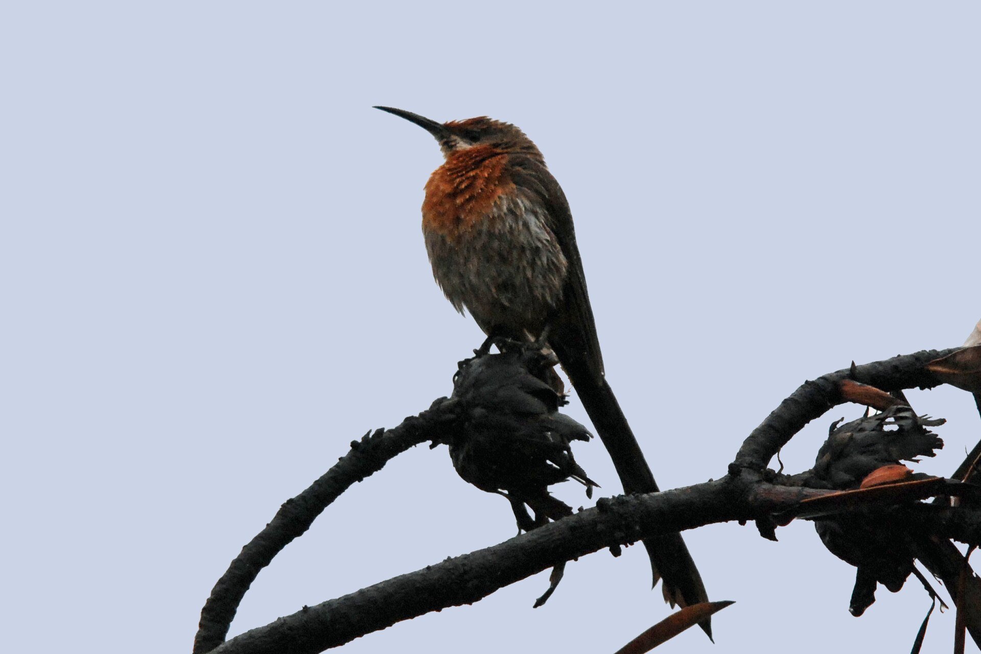 Imagem de referência de Papa-açúcar, descrito nos dados abertos como aves passeriformes nectariniídeas