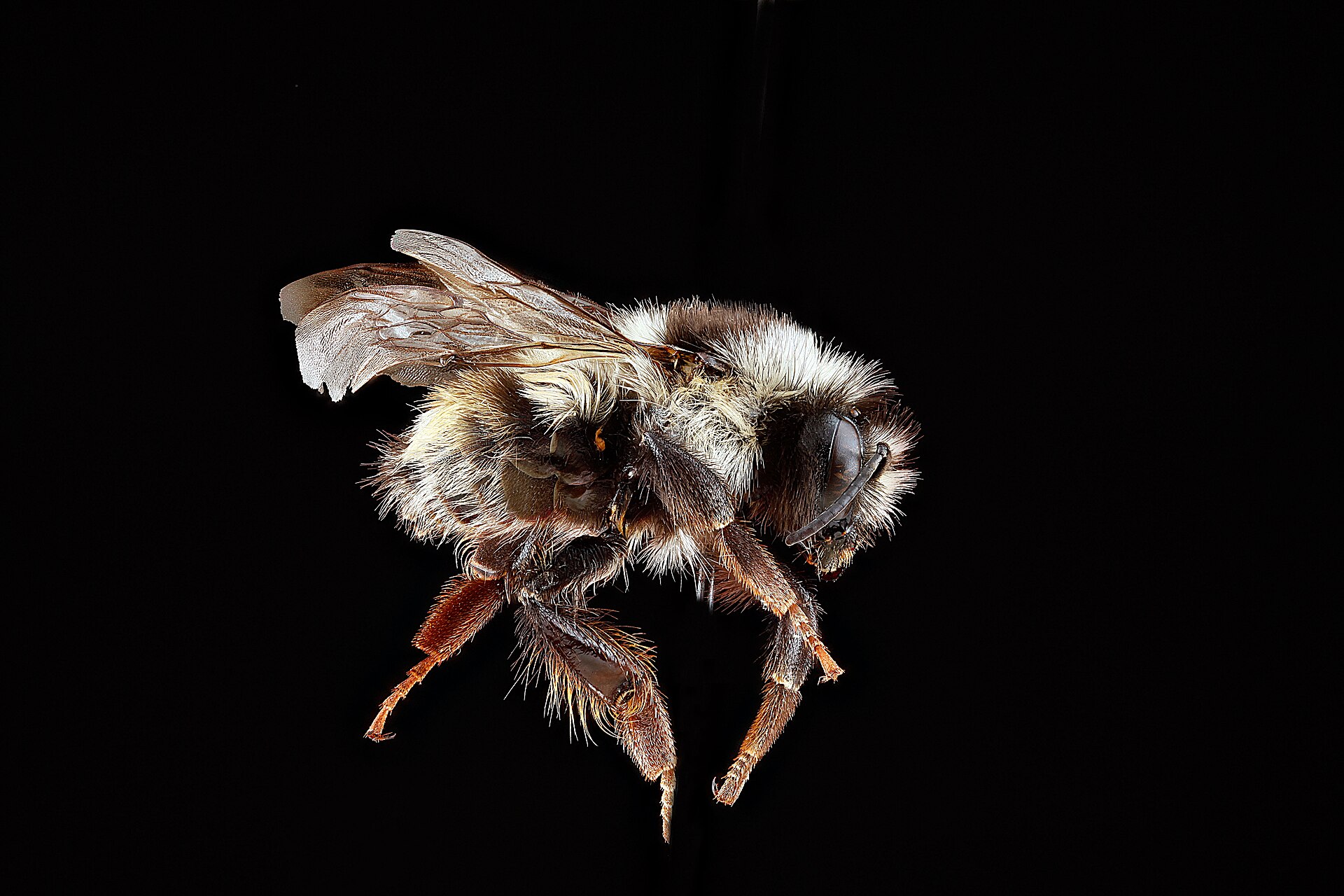 Imagem de referência de Bombus bifarius, descrito nos dados abertos como espécie de inseto