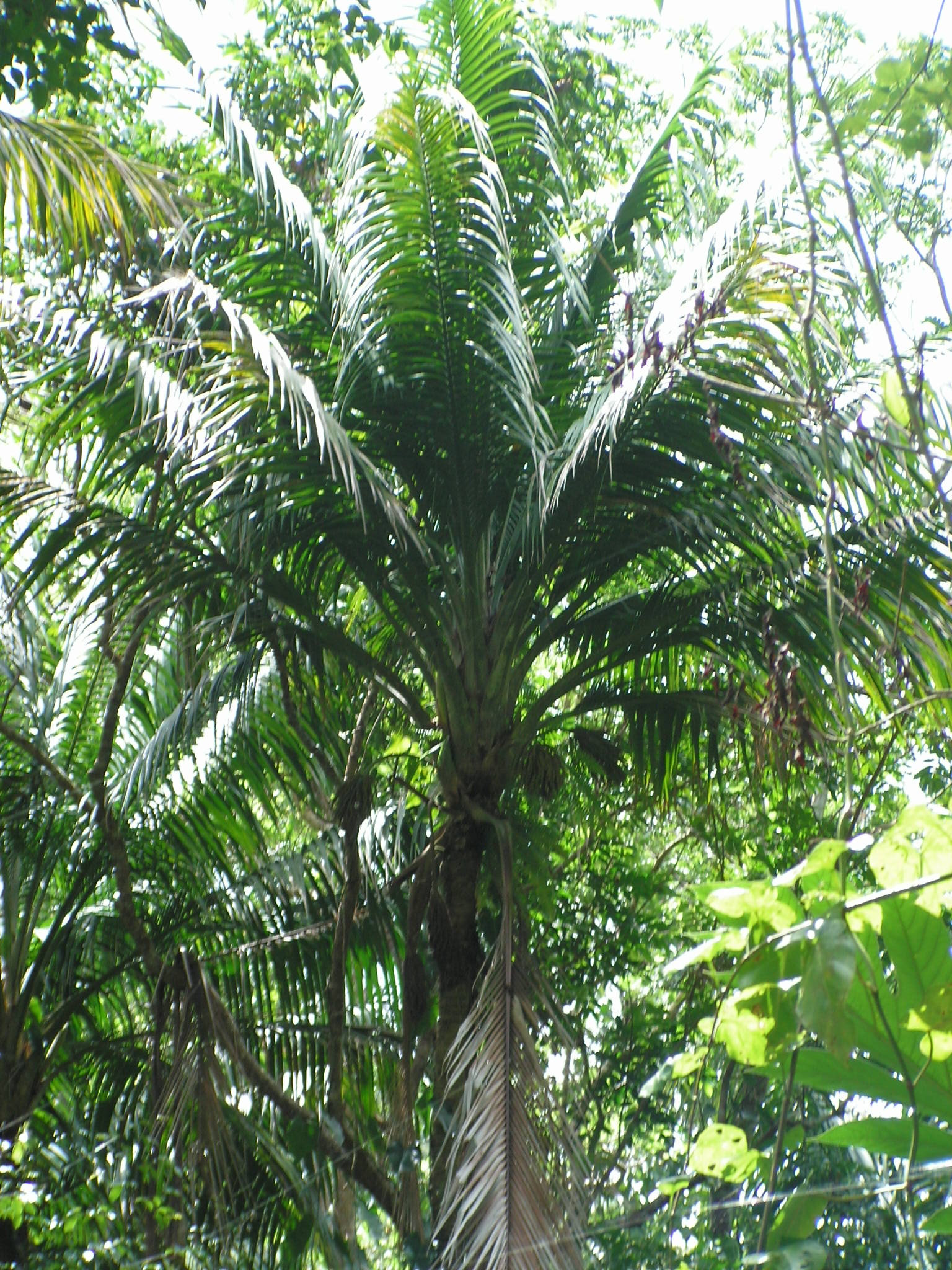 Imagem de referência relacionada a Calyptronoma, item descrito como género de plantas