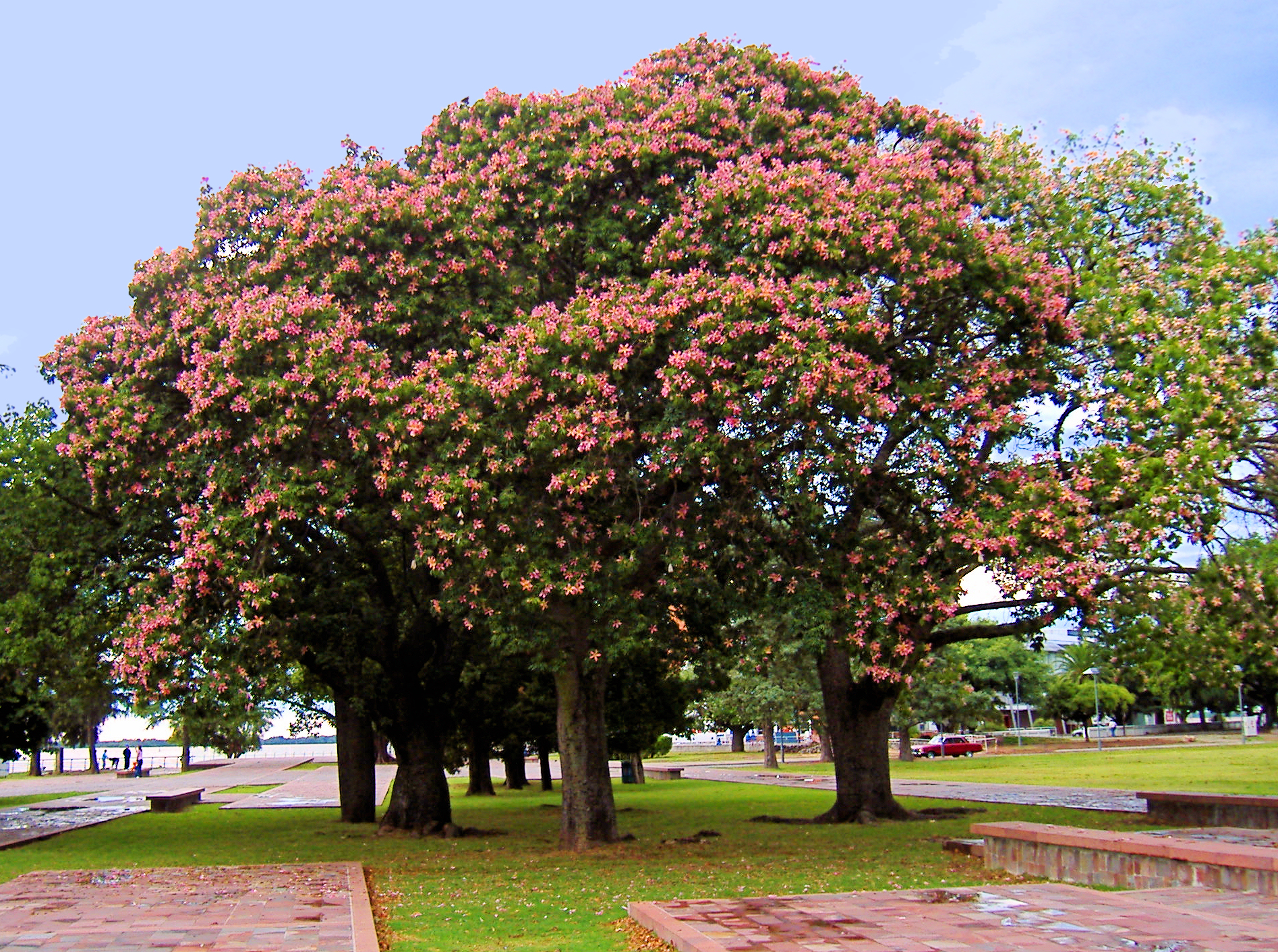 Imagem de referência de Ceiba speciosa, descrito nos dados abertos como espécie de planta