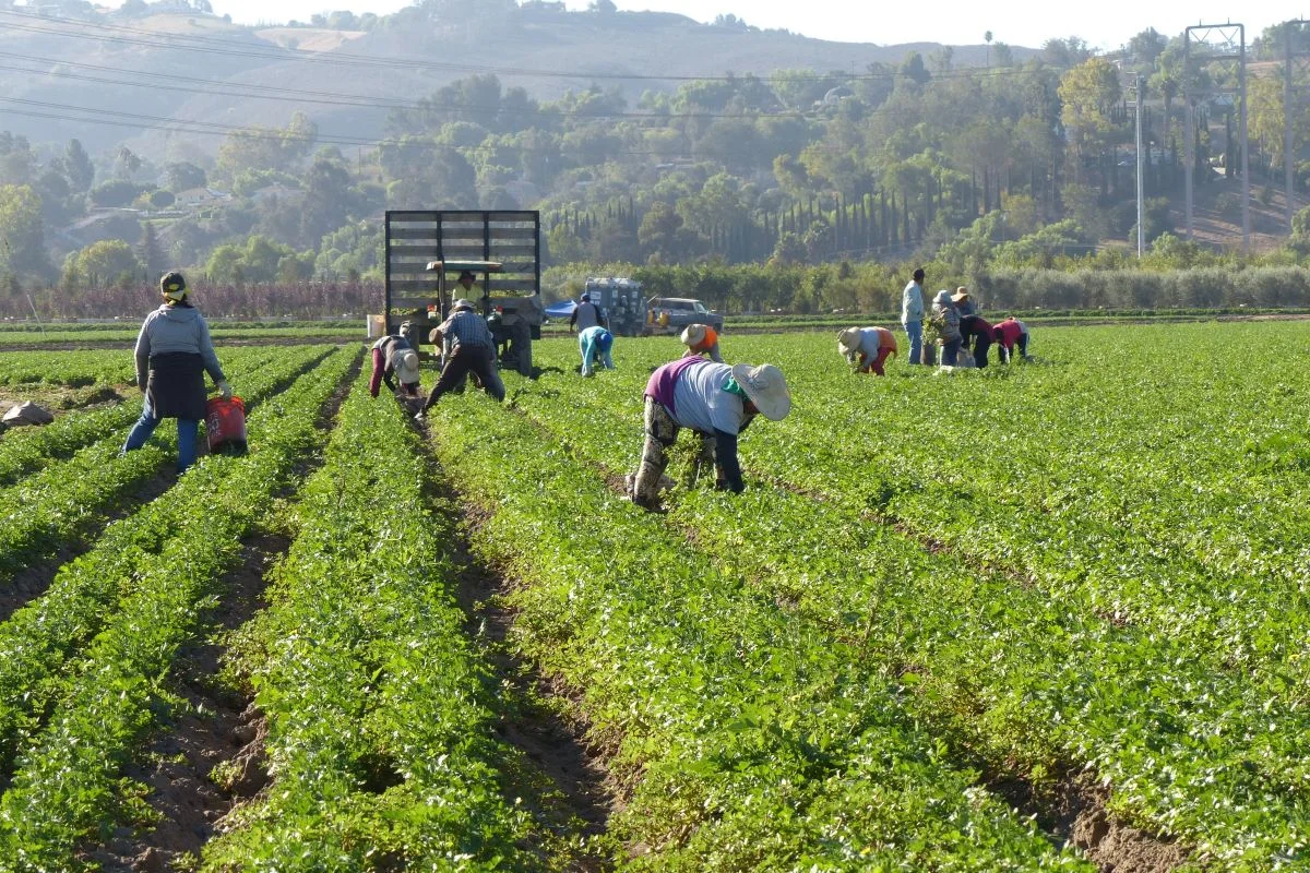 Defesa agropecuária: proteção de um setor capaz de alimentar o mundo todo