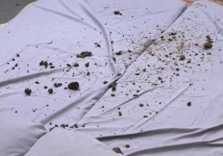 Catherine joga esterco de égua nas camas de Darlin e Ana Bruna após briga em ‘A Fazenda 18’
