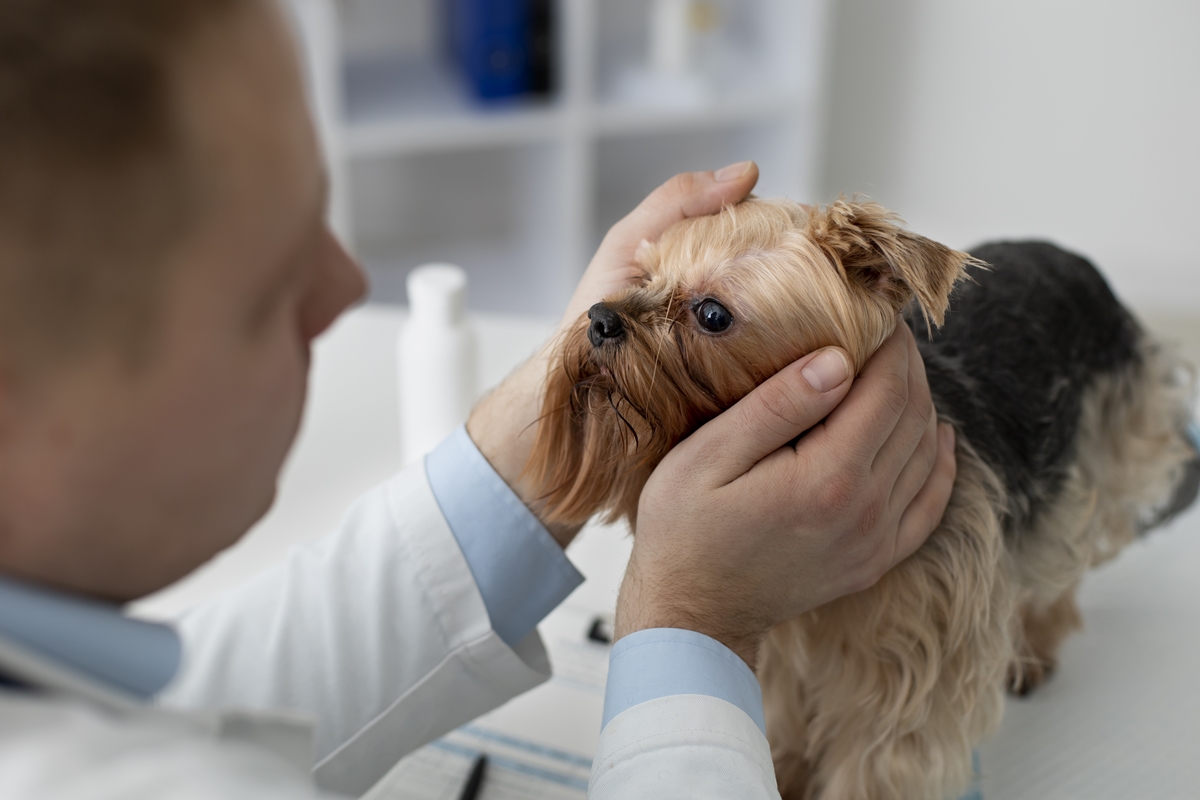 Adaptar a dieta e a rotina a diferentes fases aumenta a saúde dos pets