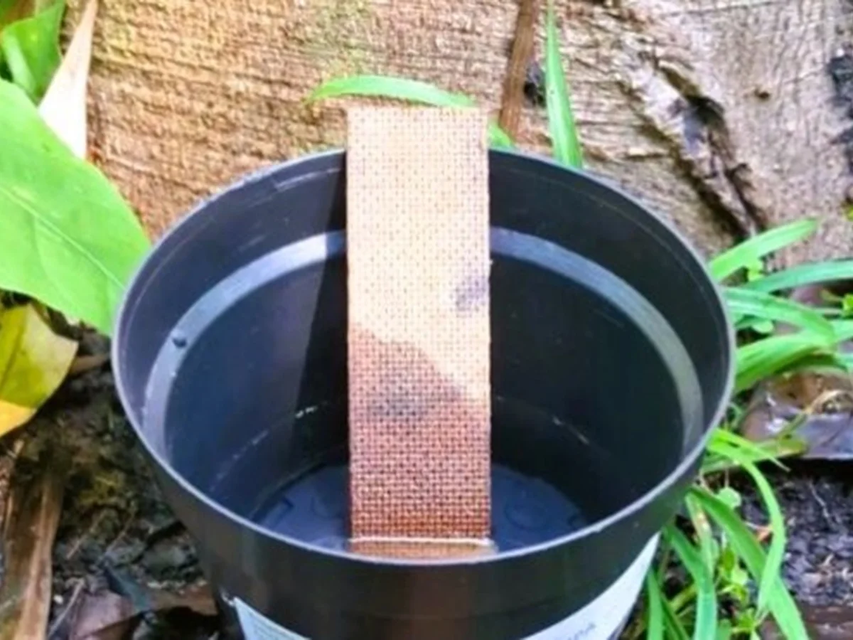 Pesquisa mostra que mosquito da dengue deposita ovos a mais de 10m do solo