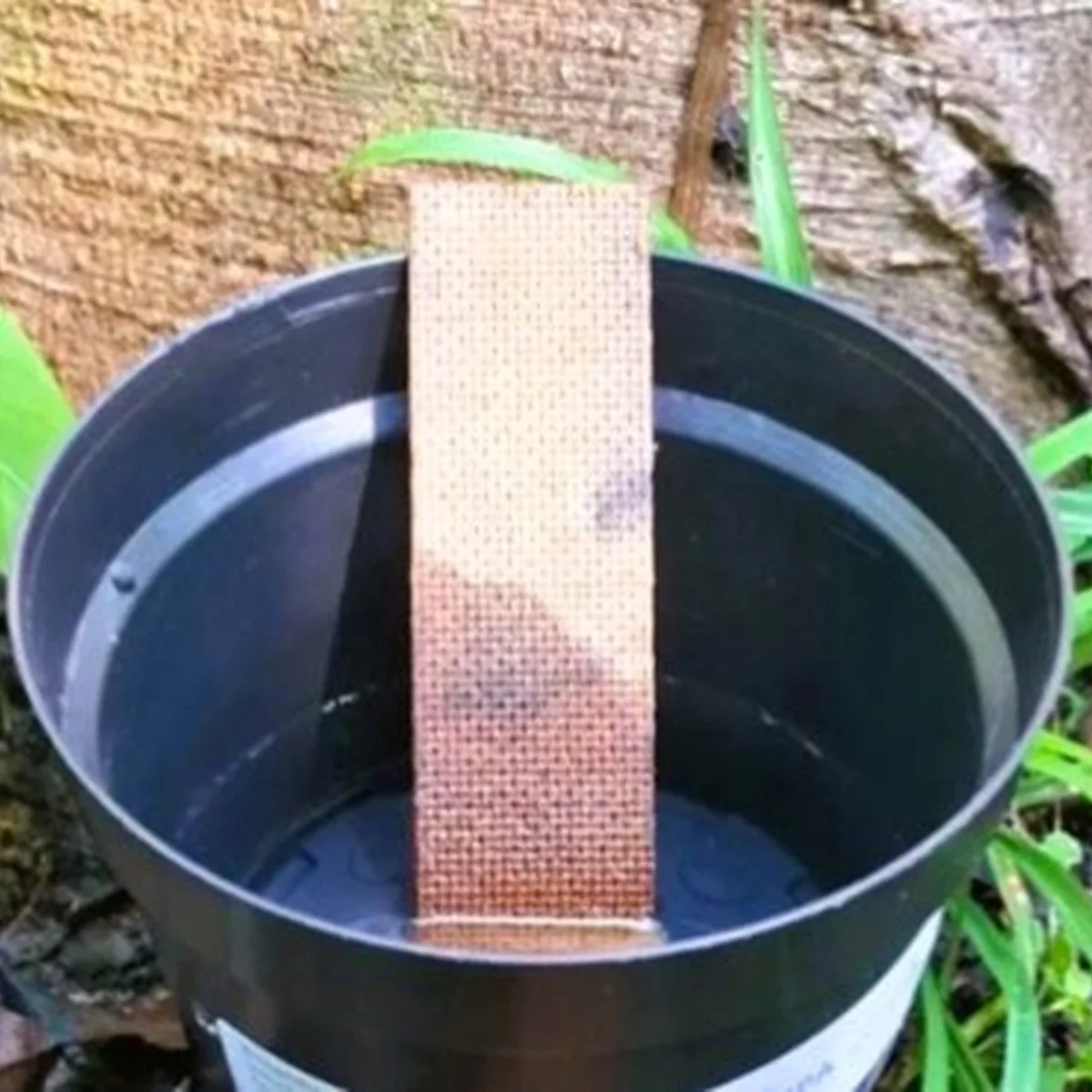 Pesquisa mostra que mosquito da dengue deposita ovos a mais de 10m do solo
