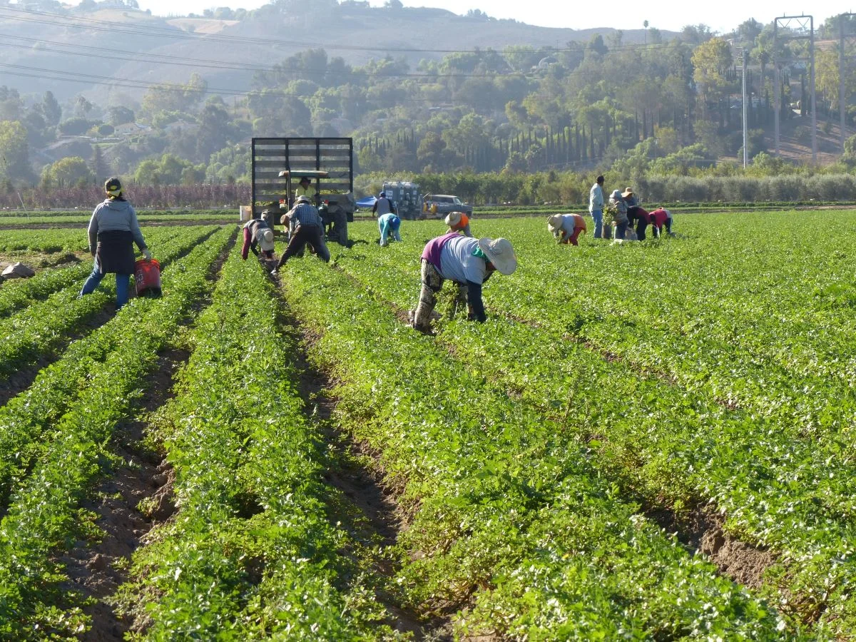 Defesa agropecuária: proteção de um setor capaz de alimentar o mundo todo