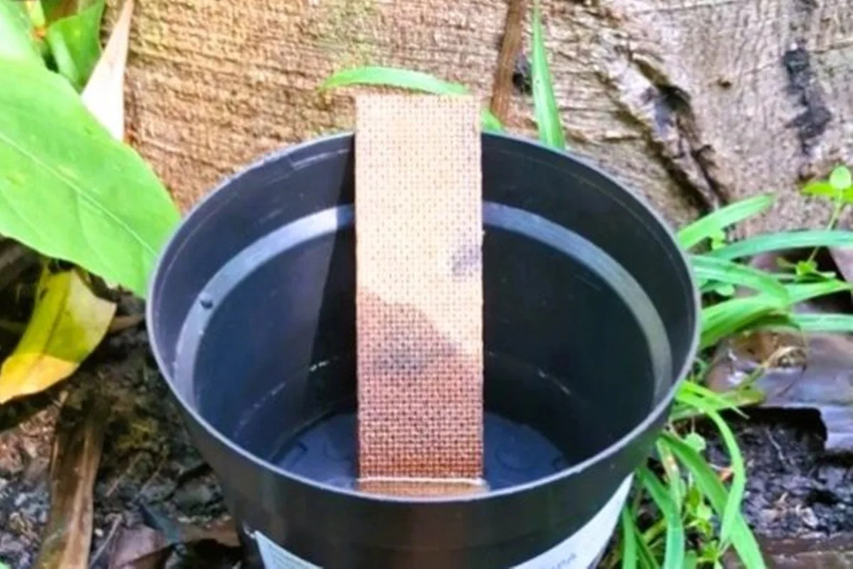 Pesquisa mostra que mosquito da dengue deposita ovos a mais de 10m do solo