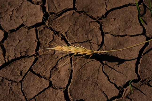A drought-stressed stalk of wheat lies on a parched field on May 16, 2026, near Macksville, Kan.