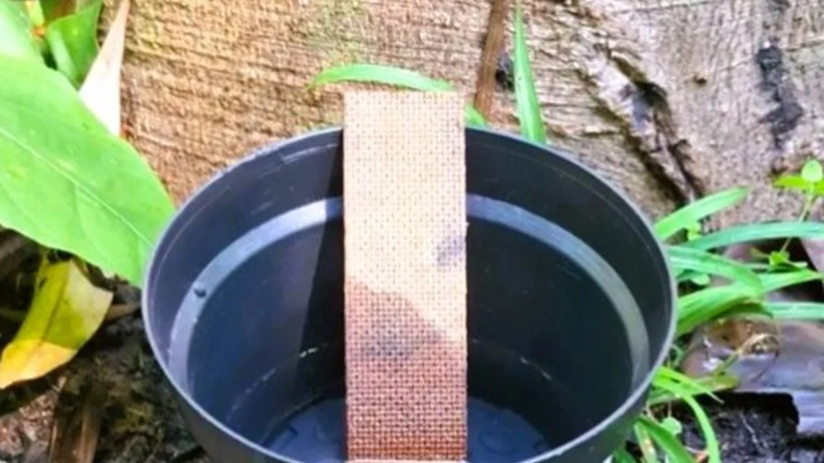 Pesquisa mostra que mosquito da dengue deposita ovos a mais de 10m do solo